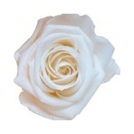Rosa Amorosa 50cm Blanco