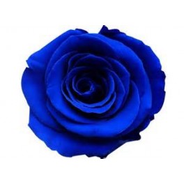 Rosa Amorosa 50cm Azul