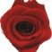 Mini Rosa Amorosa 35cm Rojo