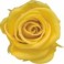 Mini Rosa Amorosa 35cm Amarillo