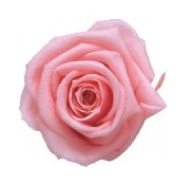 Mini Rosa Amorosa 35cm Rosa Pastel