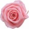 Mini Rosa Amorosa 35cm Rosa Pastel