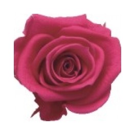 Mini Rosa Amorosa 35cm Fucsia