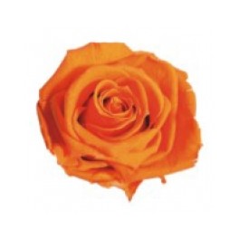 Mini Rosa Amorosa 35cm Naranja