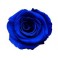 Mini Rosa Amorosa 35cm Azul