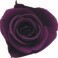 Mini Rosa Amorosa 35cm Purpura