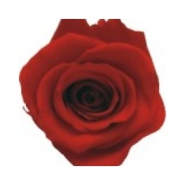Cabeza Rosa Premium Rojo 4ud.