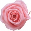 Cabeza Rosa Premium Rosa Pastel 4ud.
