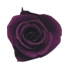 Cabeza Rosa Premium Purpura 4ud.