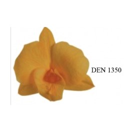 Cabeza Dendrodium Amarillo 5ud.